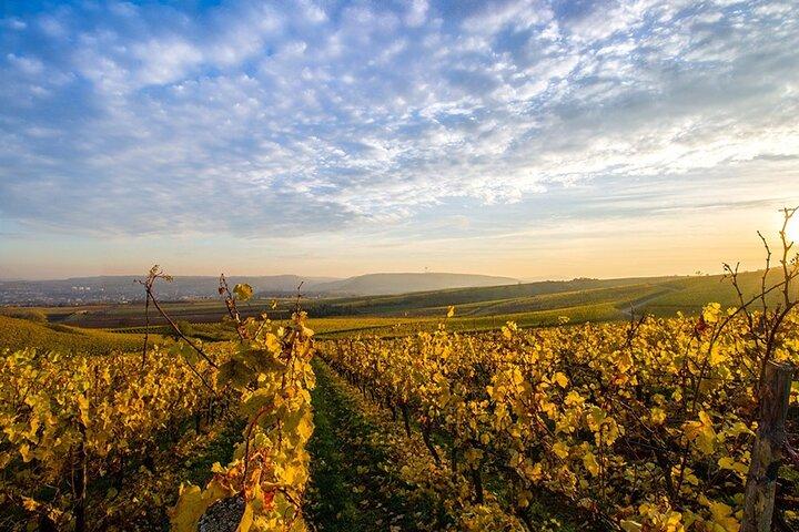 Vinutflykter Sydney - Southern Highlands Day Escape, Full Day Wine Tasting Tour