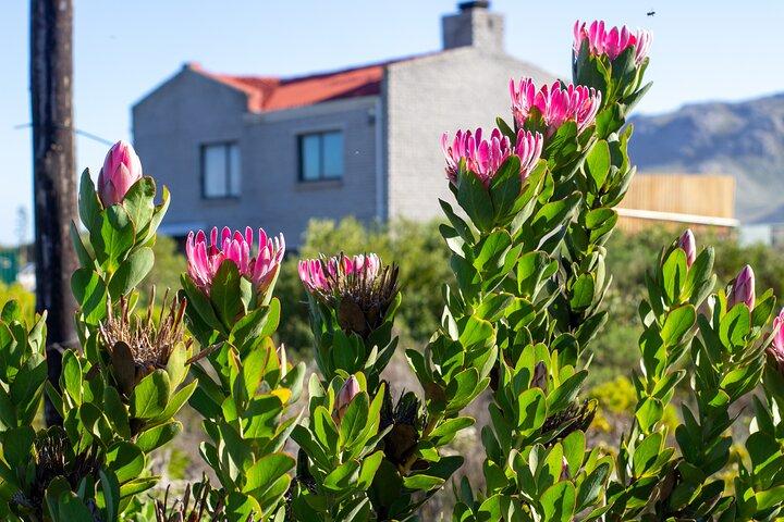 Tour de día completo por el cabo Agulhas