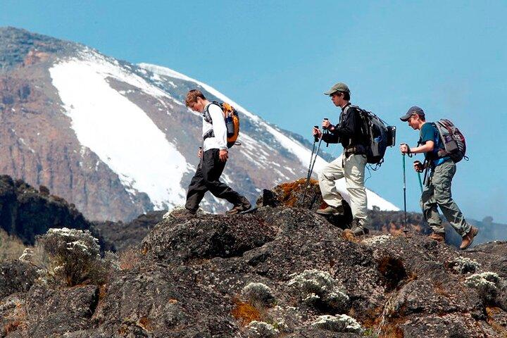 Kilimanjaro dagwandeling op het Shira Plateau van/naar Moshi