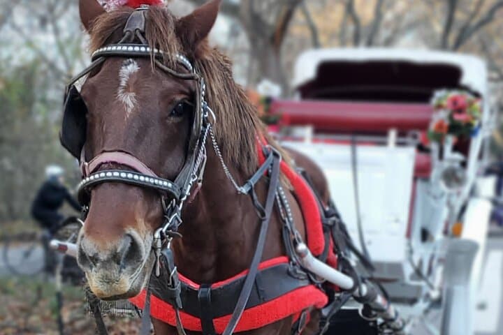 NYC Central Park & Rockefeller Center Private Horse Carriage Tour