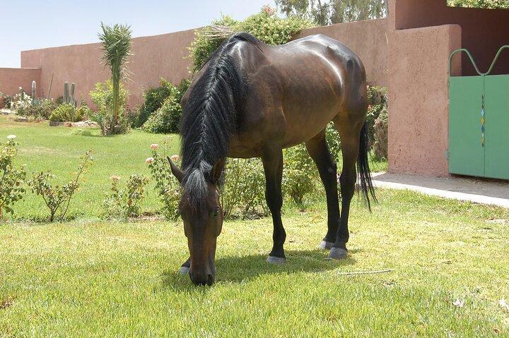 In Marrakesch :Horses ride experience