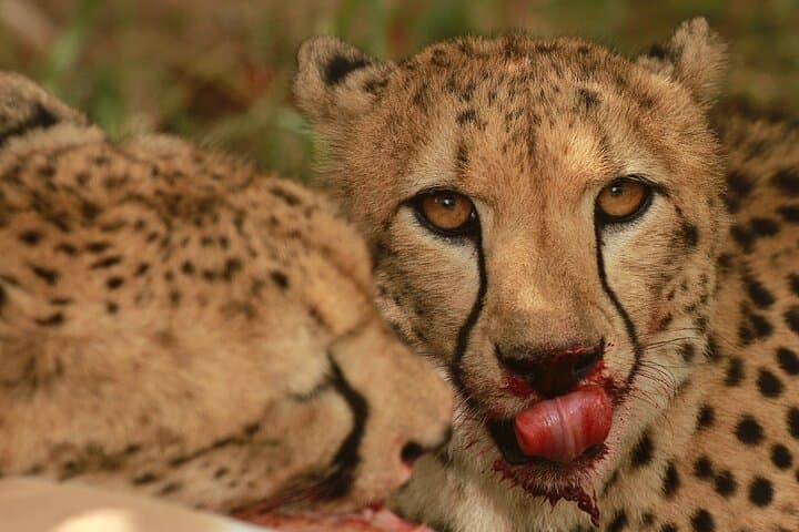 Exclusive Morning Game Drive Safari near Hoedspruit