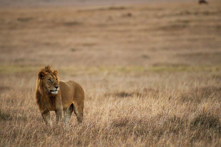 5 - Dia Uganda Safari: Explorando Murchison Falls & Chimps Tracking