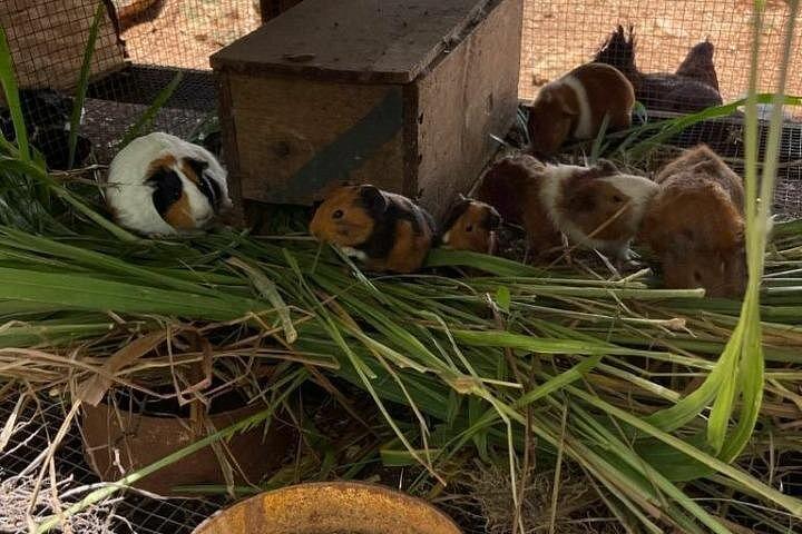 動物農場（ミニ動物園）、バンブー ラフティング、ライムストーン マッサージのプライベート ツアー
