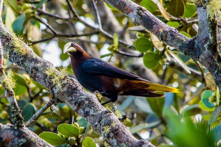 Birdwatching Tour: unlock the wonder, whether beginner or advanced