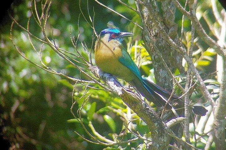 Birdwatching Tour: unlock the wonder, whether beginner or advanced