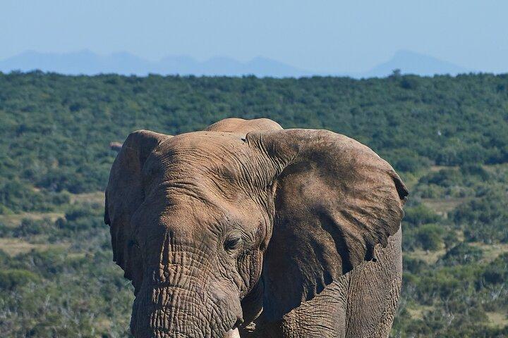 6 Tage Gorilla-Safari, Schimpansen-Tracking und Wildtiere in Uganda
