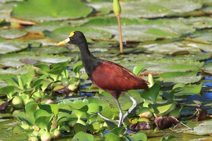 サンノゼ：カララ国立公園、タルコレス川、アジュガスツアー