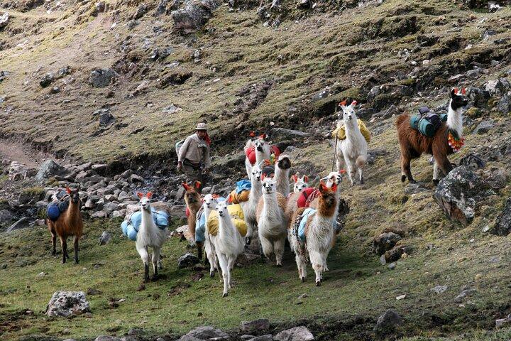 Lares Trek nach Machu Picchu 4 Tage
