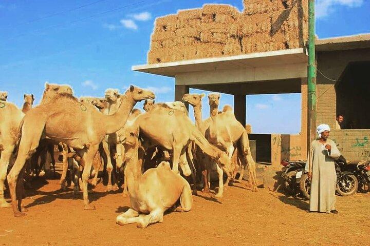 Privat dagstur til Kamelmarkedet i Birqash i Kairo