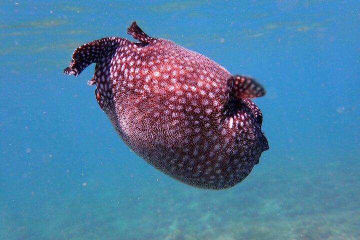 Playa Samara havskajak och snorkling