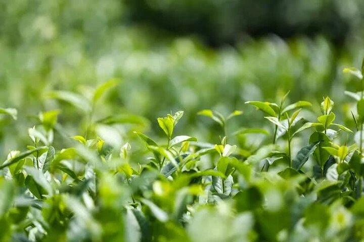 Tour privato di Tea Mountain e Bamboo Sea Day