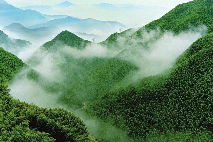 Tour privato di Tea Mountain e Bamboo Sea Day