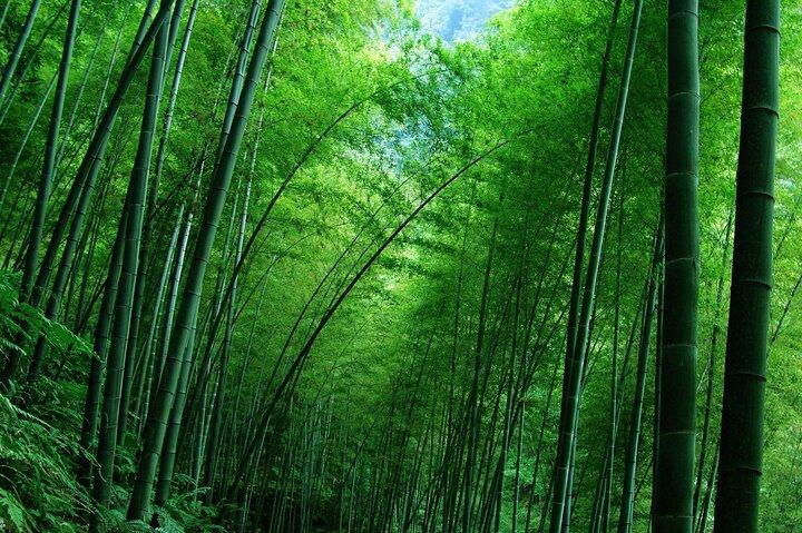 Excursão privada de um dia pela montanha do chá e pelo mar de bambu