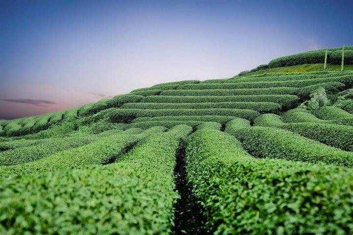 Tour privato di Tea Mountain e Bamboo Sea Day