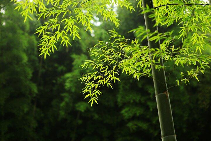 Tour privato di Tea Mountain e Bamboo Sea Day