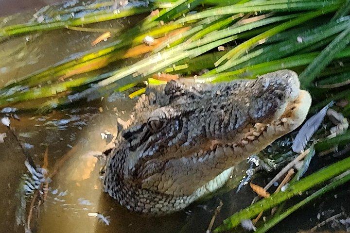 Litchfield Tour & Crocodile - Crocodylus Park