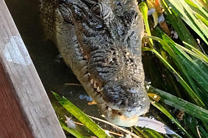 Litchfield Tour & Crocodile - Crocodylus Park