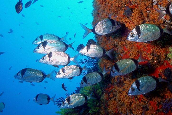 Aventure de plongée sous-marine en petit groupe sur la Costa Brava