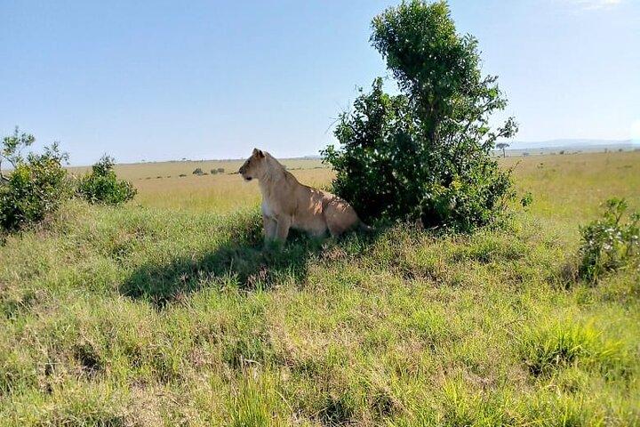 Safari di 3 giorni al Parco Nazionale di Amboseli con soggiorno privato in Lodge