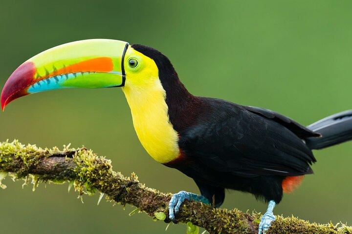 Excursão de três dias guiada pela selva com tudo incluso de Iquitos no Maniti Eco-Lodge