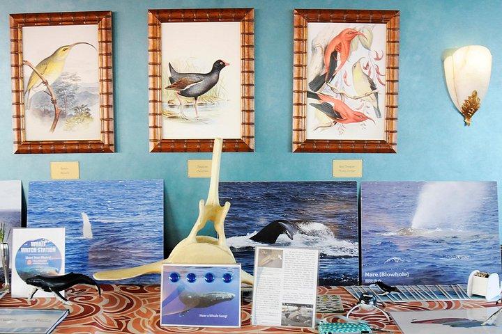 Premier Whale Watching Cruise from Waikiki