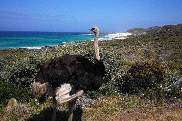 Cape Point Xplorer