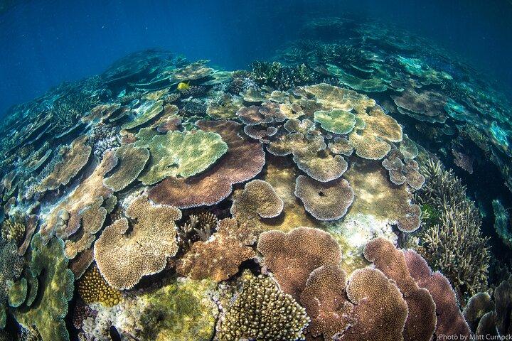 Croisière sur la Grande Barrière de Corail et MOUA au départ de Townsville ou de Magnetic Island