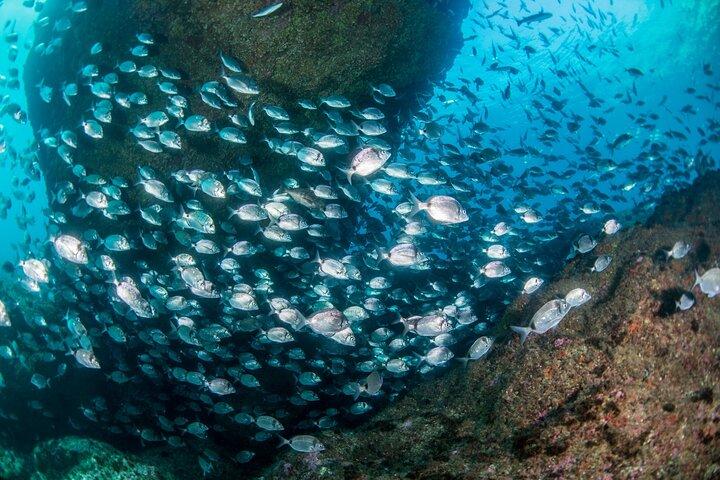 Lisbon Eco-Try Dive - Diving Baptism