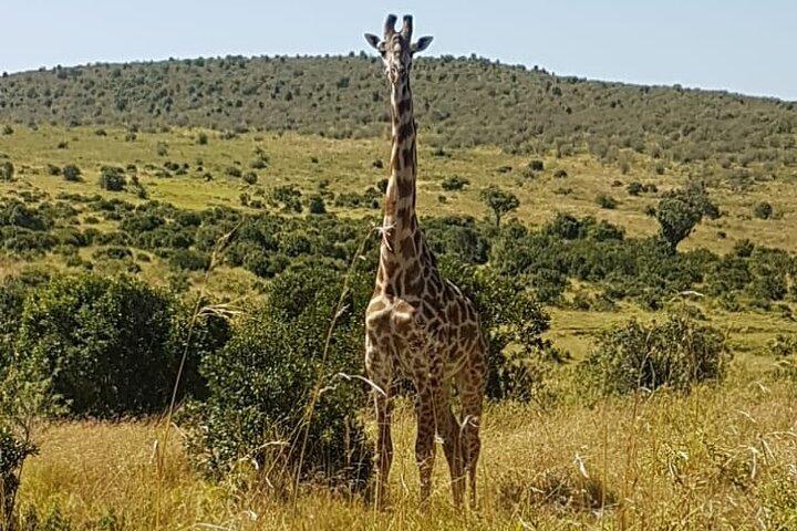 Viagem de um dia ao Parque Nacional do Lago Nakuru das 06:00 às 19:00.