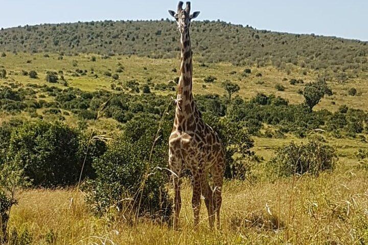 Nairobi National Park Tour van 06.00 uur - 1130 uur of van 1300 uur - 1800 uur