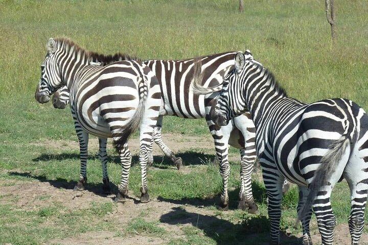 Forfait 3 jours et 2 nuits sur la route du Masai Mara