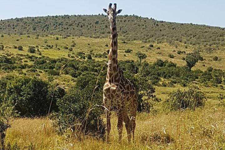 3 dagar, 2 nätter Masai Mara Road-paket