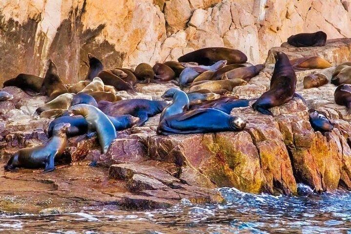 カボ サン ルーカスのグラス ボトム ボート観光ツアー