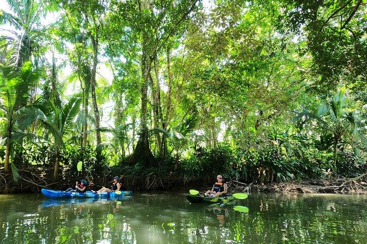 Kayak de mangrove