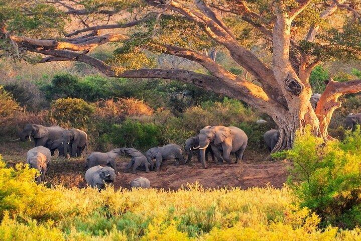 クルーガー国立公園。ケープタウンからの2日間の史上最高のサファリ
