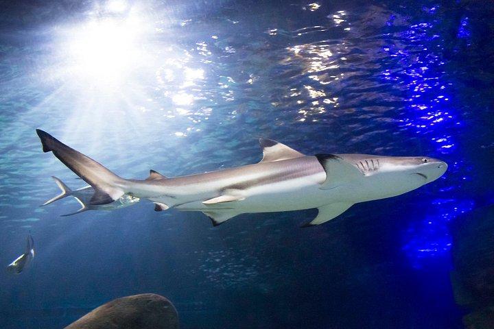 SEA LIFE Speyer Admission Ticket