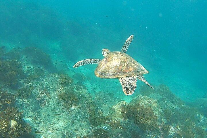 Pacheco Tours - Tour di snorkeling nell'isola di Caño da Drake Bay