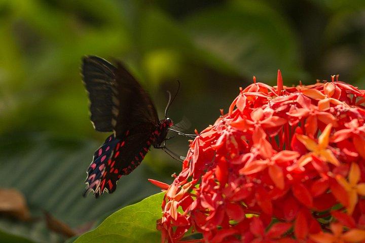 Sanctuaire de papillons et musée Visite guidée à Puerto Vallarta