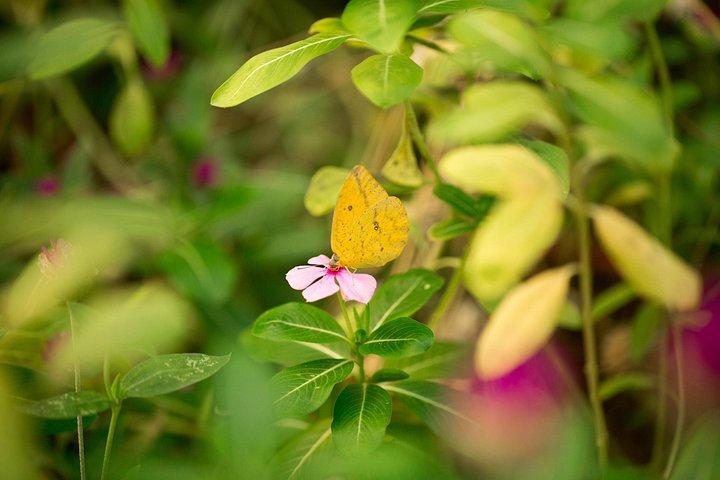 Sanctuaire de papillons et musée Visite guidée à Puerto Vallarta