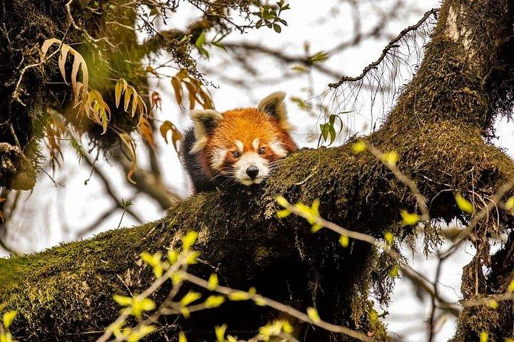 Darjeeling Singalila Sandakphu Circuit Trek