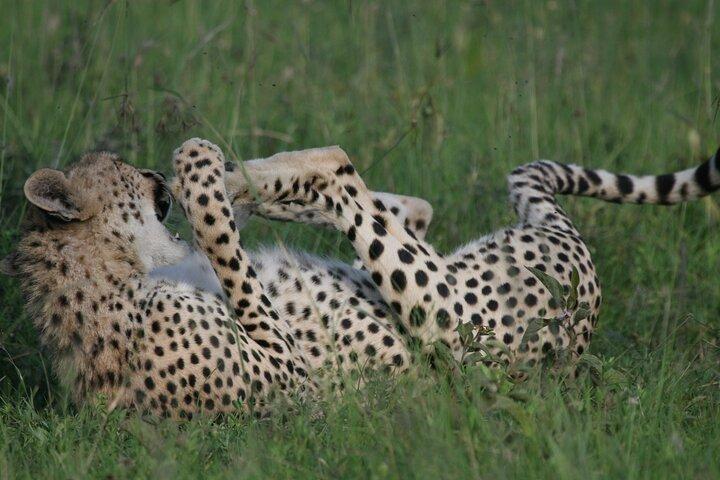Gruppo di 6 giorni che si unisce a Safari: Nairobi, Nakuru, Naivasha e Amboseli