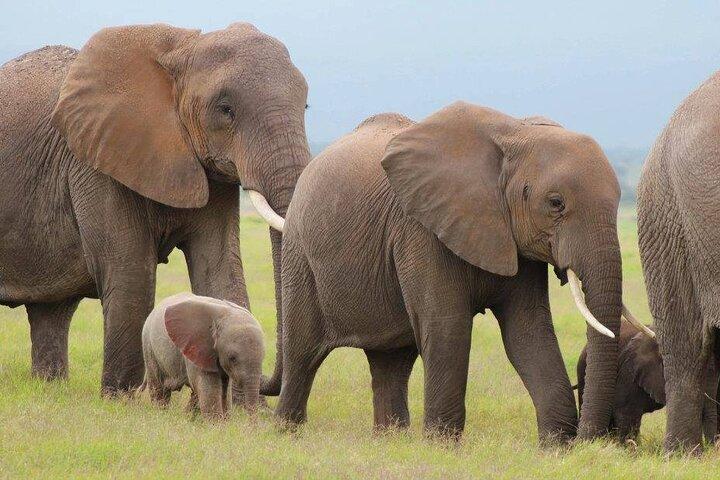 Gruppo di 6 giorni che si unisce a Safari: Nairobi, Nakuru, Naivasha e Amboseli