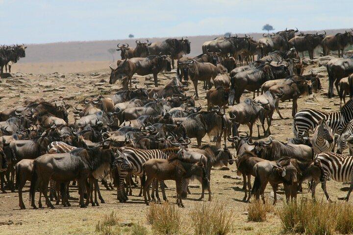 Gruppo di 6 giorni che si unisce a Safari: Nairobi, Nakuru, Naivasha e Amboseli