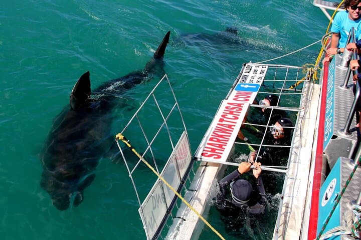 Gansbaai Shark Cage Diving & Penguins Small Group Tour from Cape Town