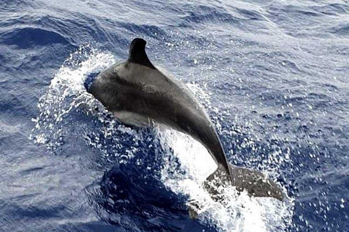 Dolphin Watching in Mallorca (Paguera)