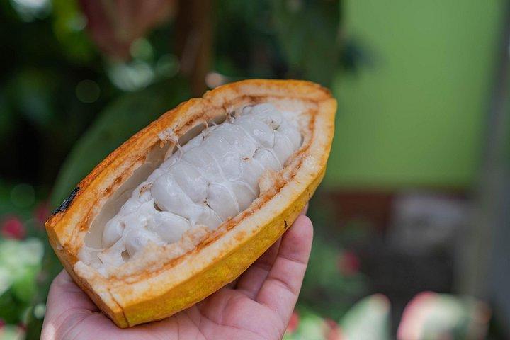 Authentic Coffee and Chocolate Tour at North Fields