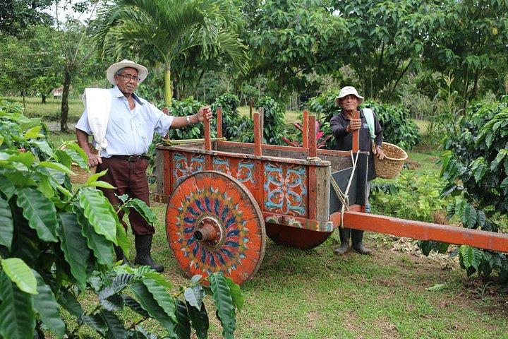 Authentic Coffee and Chocolate Tour at North Fields