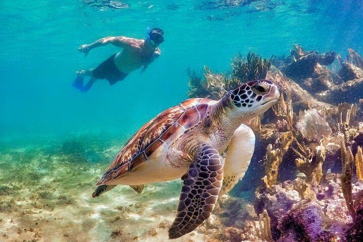 Private Tulum Mayan Ruins & Swimming with Turtles Experience