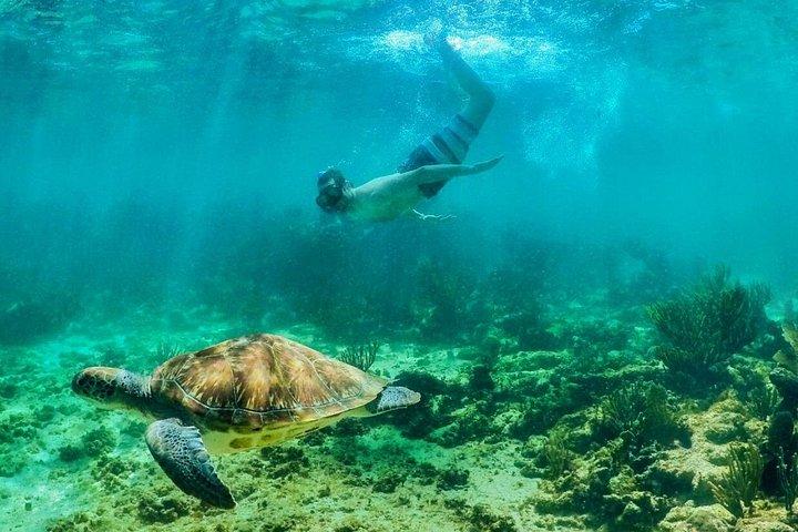 Private Tulum Mayan Ruins & Swimming with Turtles Experience